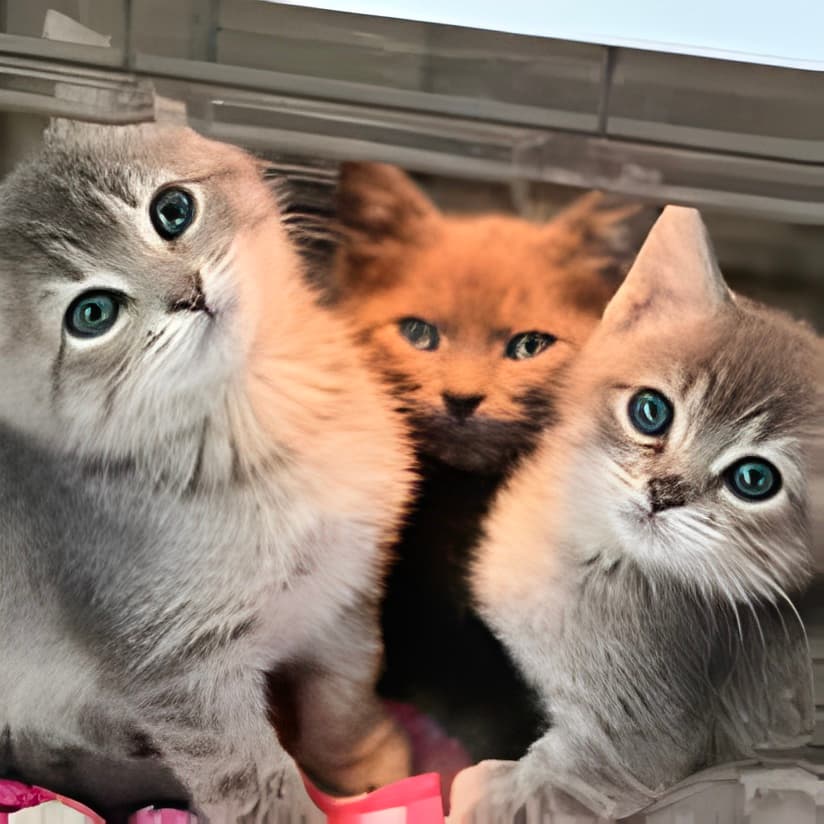 Three foster kittens looking up at camera