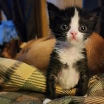 Tuxedo kitten with big eyes on cozy blanket